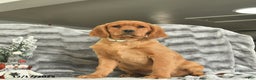 Miniature Golden Retriever dogs for sale: Blitzen  - Ad 2