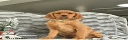 Miniature Golden Retriever dogs for sale: Blitzen  - Ad 2