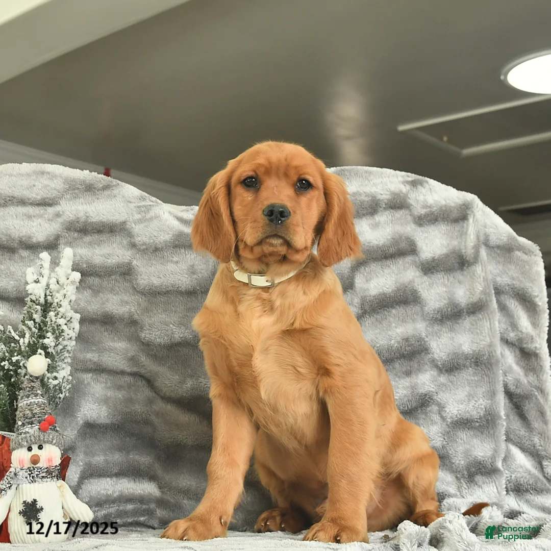 Miniature Golden Retriever dogs for sale: Blitzen  - Ad 2