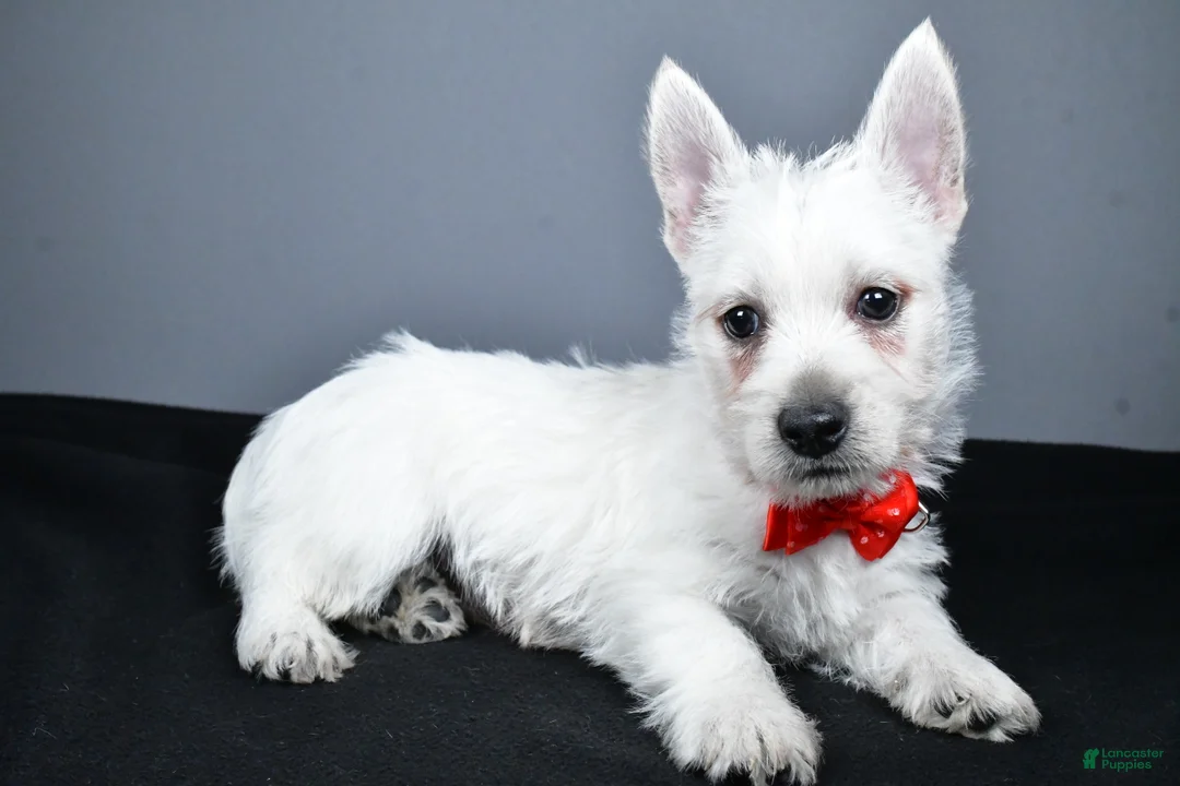 West Highland Terrier dogs for sale: Cooper - Ad 2