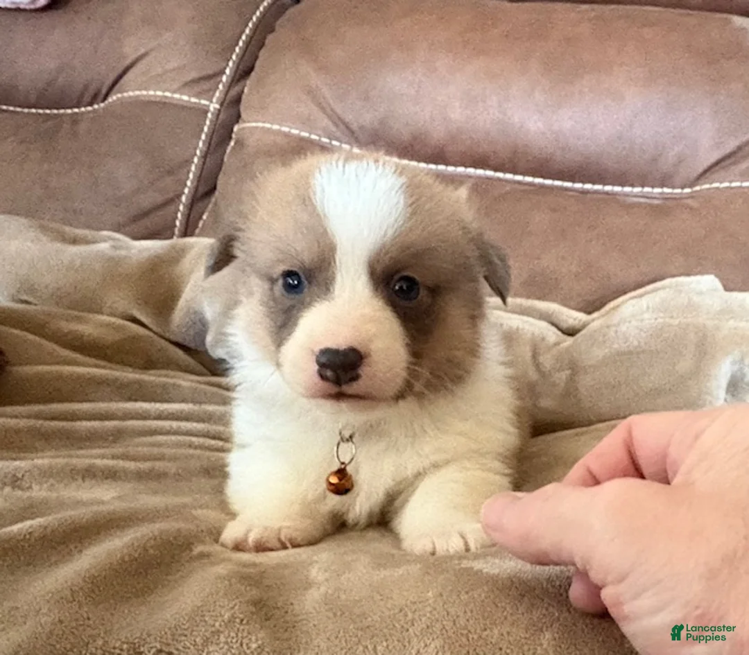 Welsh Corgi Pembroke dogs for sale: Welsh Corgi Pembroke Puppy 2 - Brown Collar Boy - Ad 1