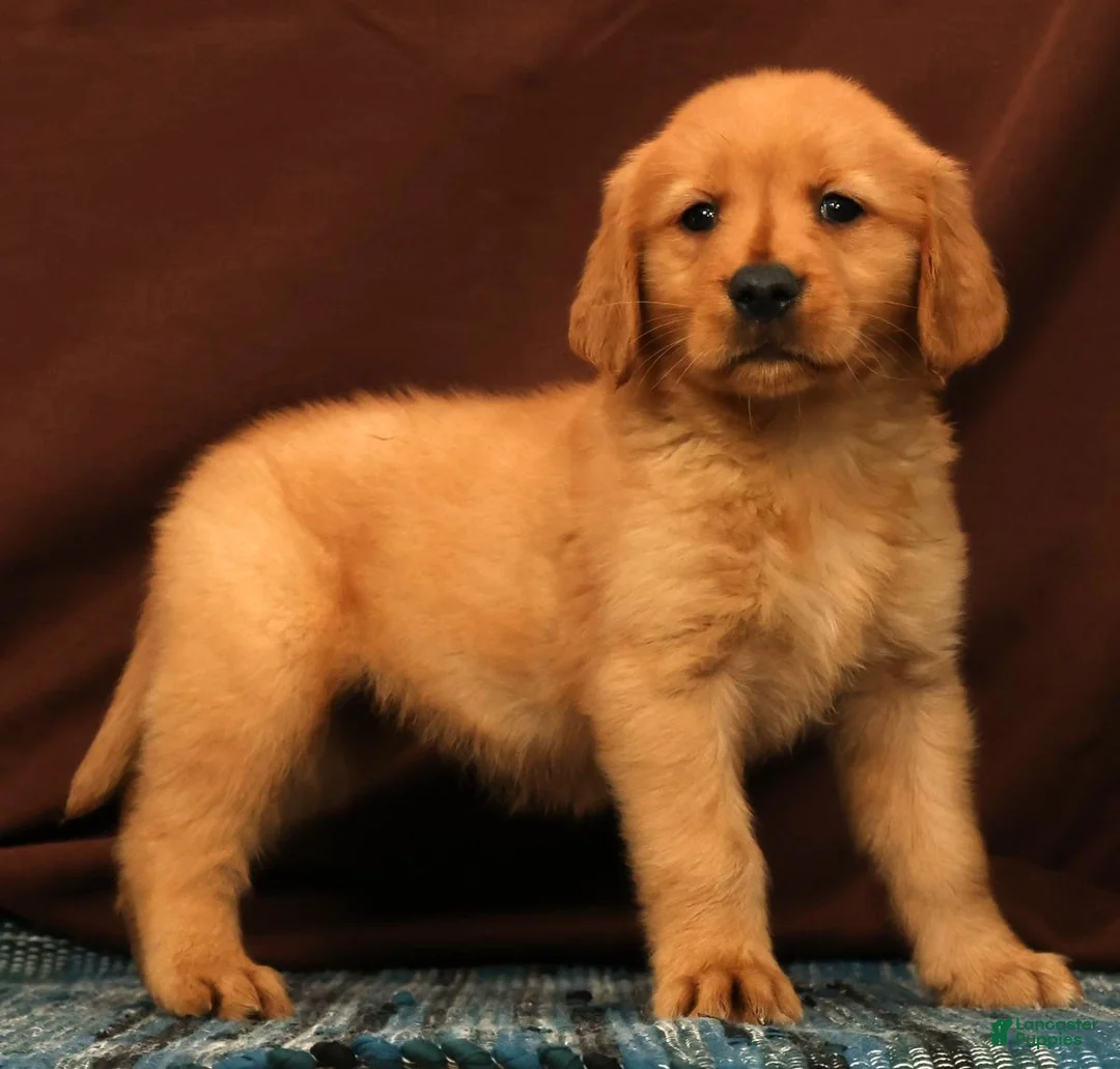 Golden Retriever dogs for sale: Amber - Ad 2