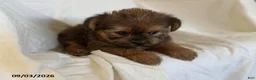 Shorkie dogs for sale: Laura - Ad 5