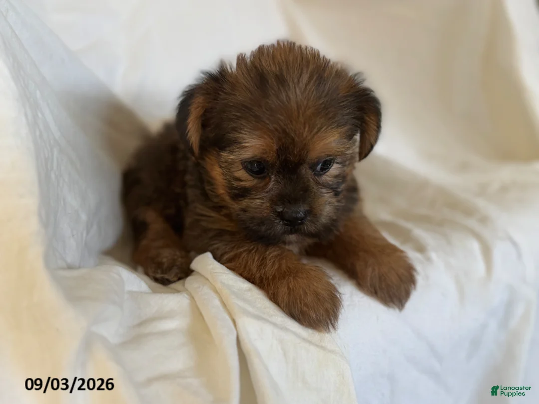 Shorkie dogs for sale: Laura - Ad 5