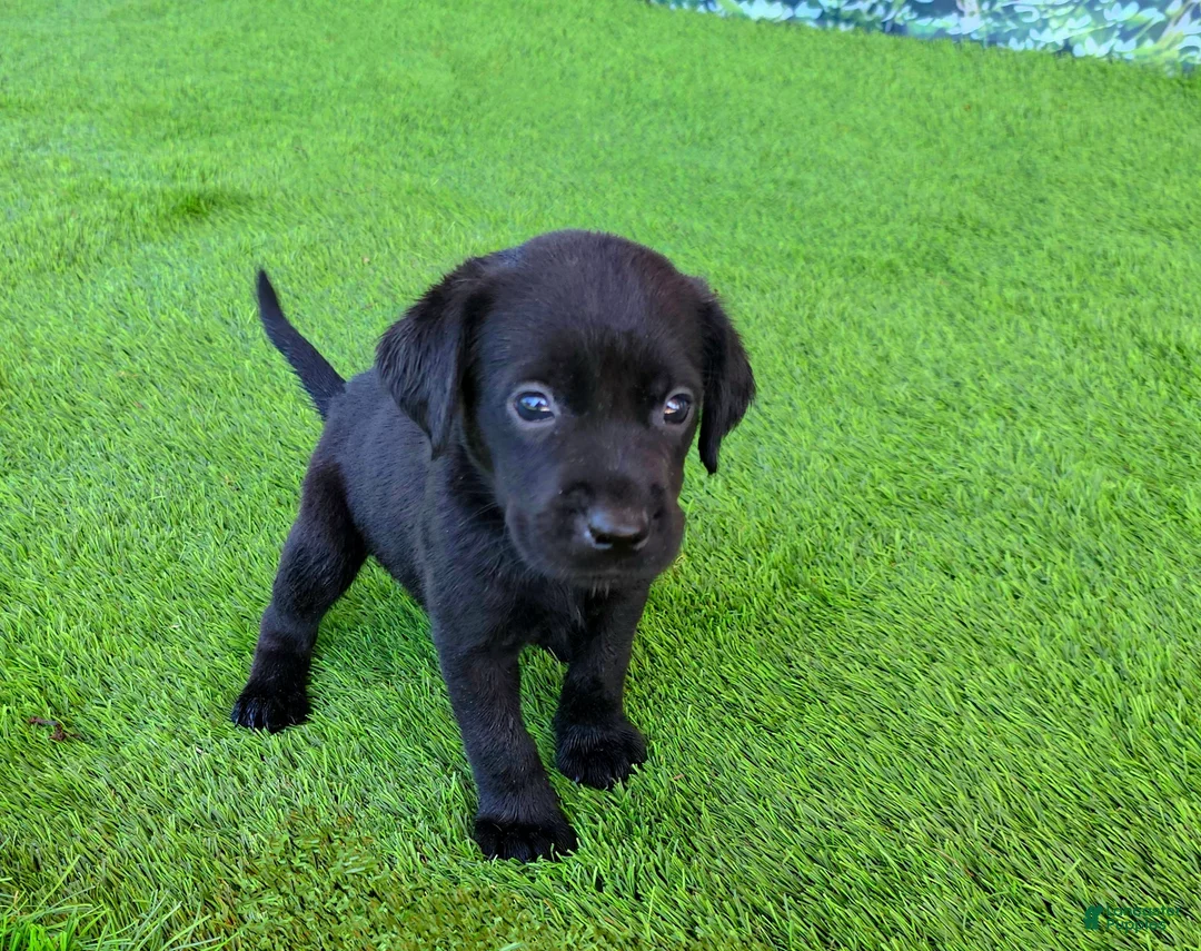 Labrador Retriever dogs for sale: Daisy - Ad 1
