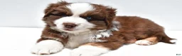Miniature Australian Shepherd dogs for sale: Chandler - Ad 3