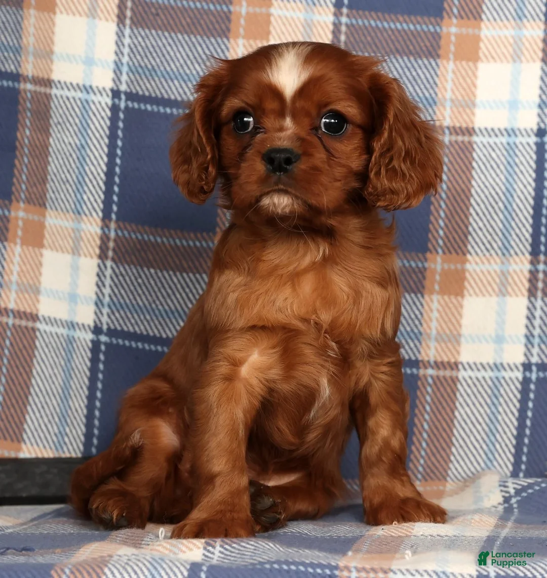Cavalier King Charles Spaniel dogs for sale: Cody - Ad 1