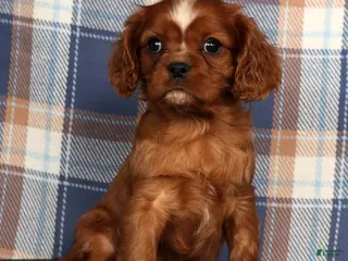 Cavalier King Charles Spaniel dogs Cody - Ad 1