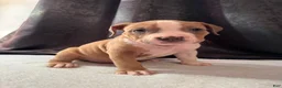 American Bully dogs for sale: American Bully Puppy 1 - Ad 21