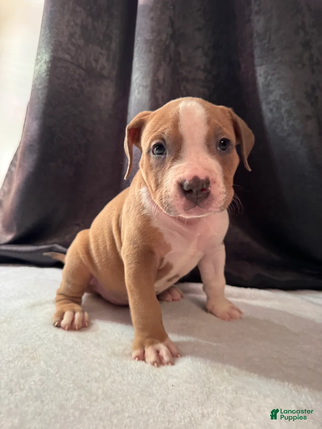 American Bully dogs for sale: American Bully Puppy 1 - Ad 21