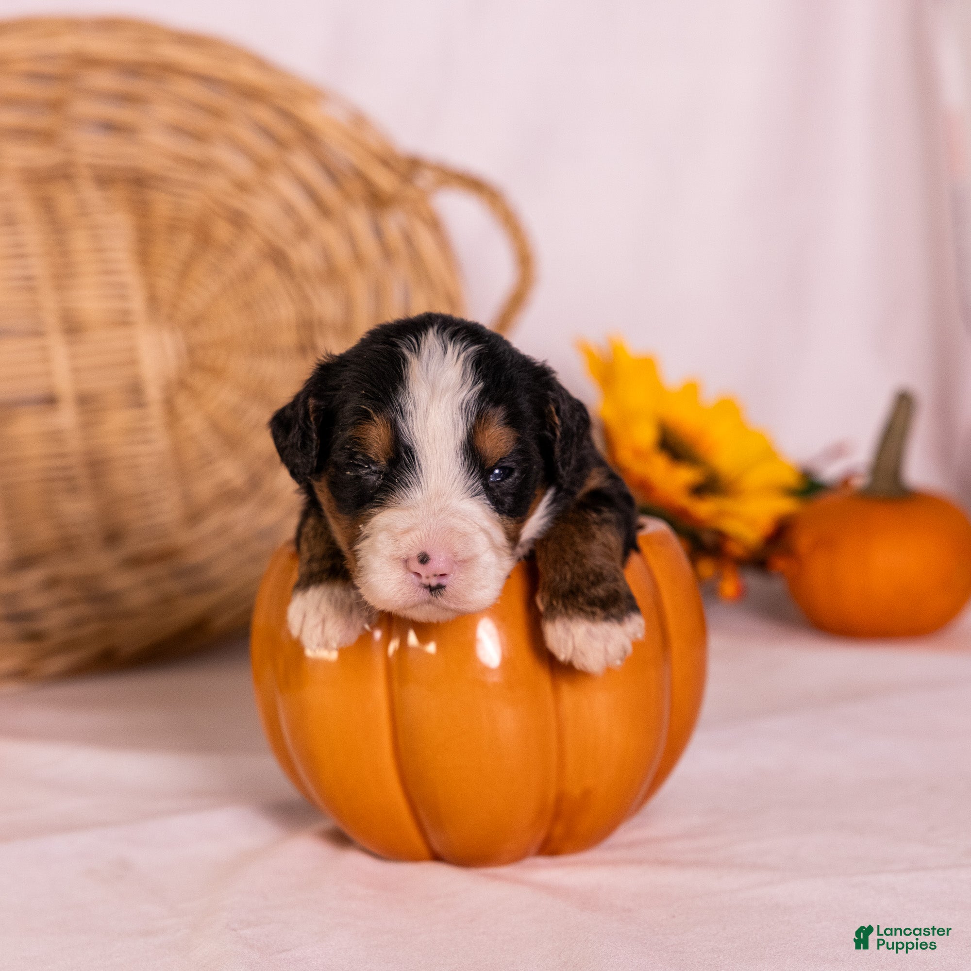 Bernedoodle dogs Gomer - Ad 2