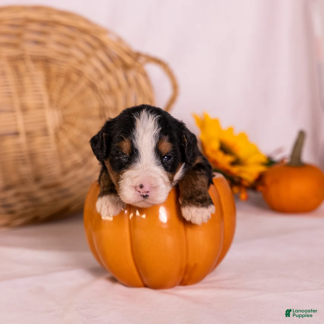 Bernedoodle dogs for sale: Gomer - Ad 2