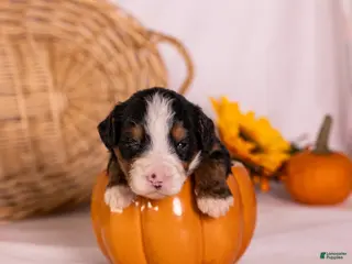 Bernedoodle dogs Gomer - Ad 2