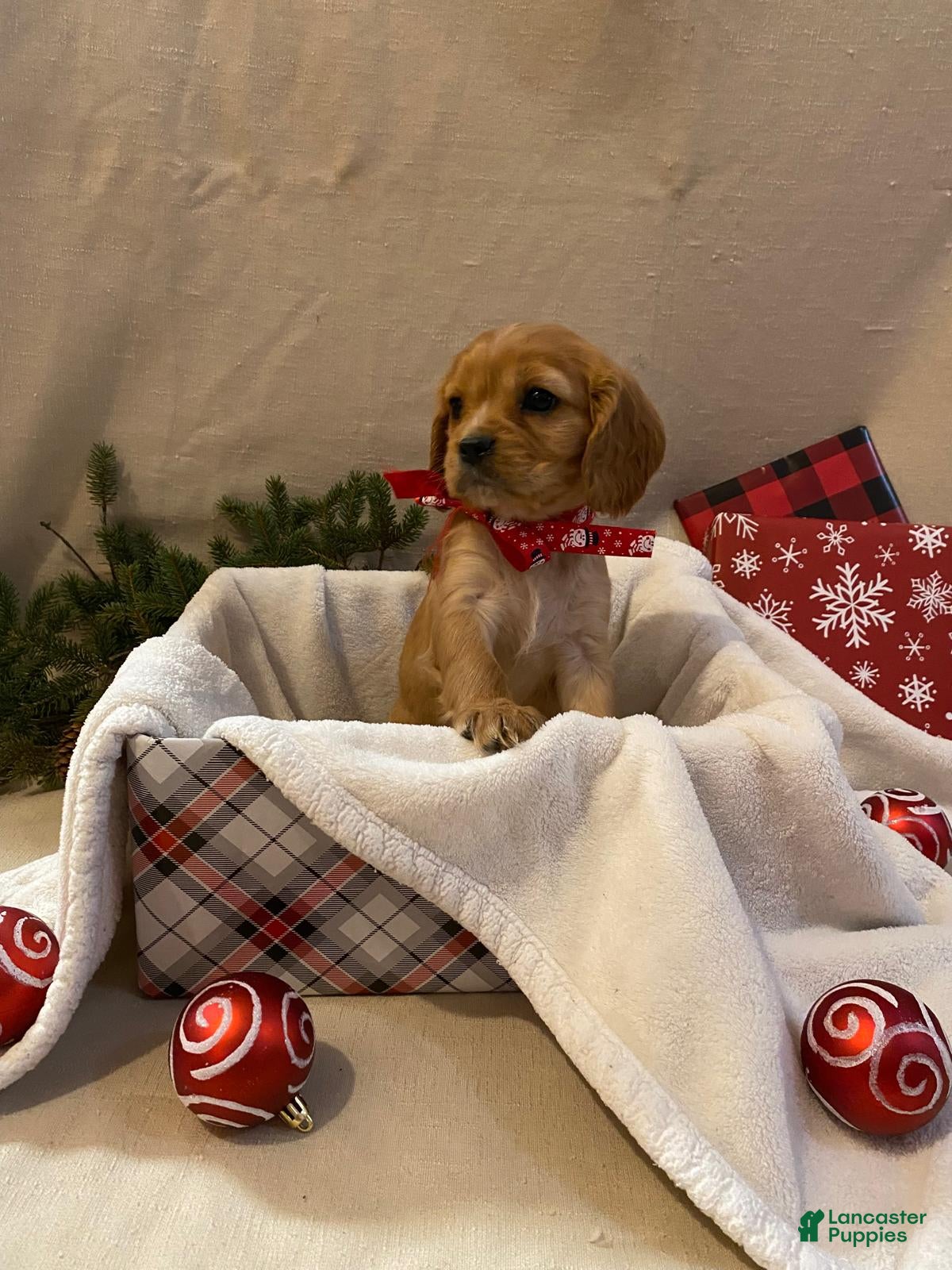 Cavalier King Charles Spaniel dogs Misty - Ad 21