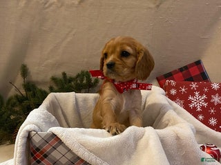 Cavalier King Charles Spaniel dogs for sale: Misty - Ad 1