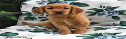 Golden Retriever dogs for sale: Buddy - Ad 3