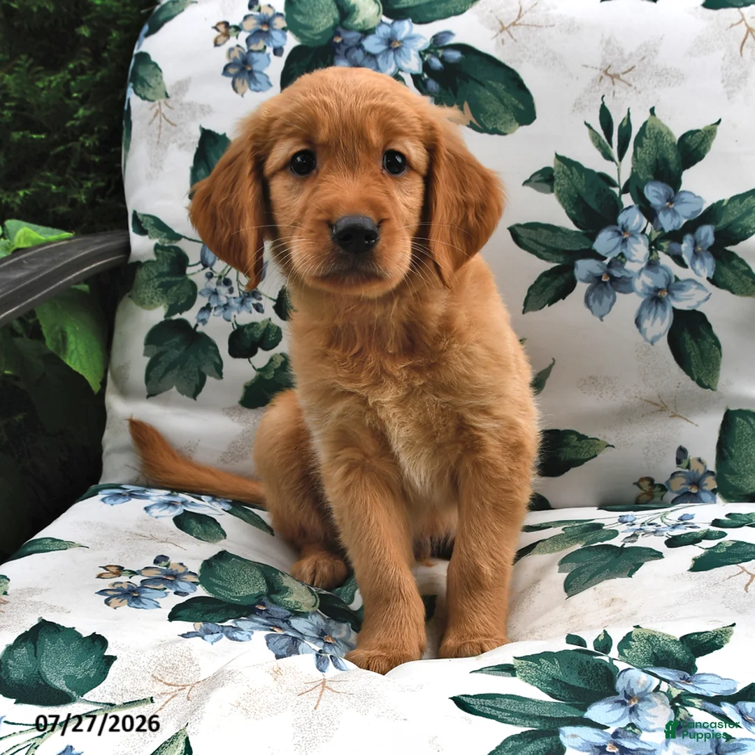 Golden Retriever dogs for sale: Buddy - Ad 3