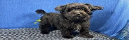 Morkie dogs for sale: Morkie 1 - Ad 5