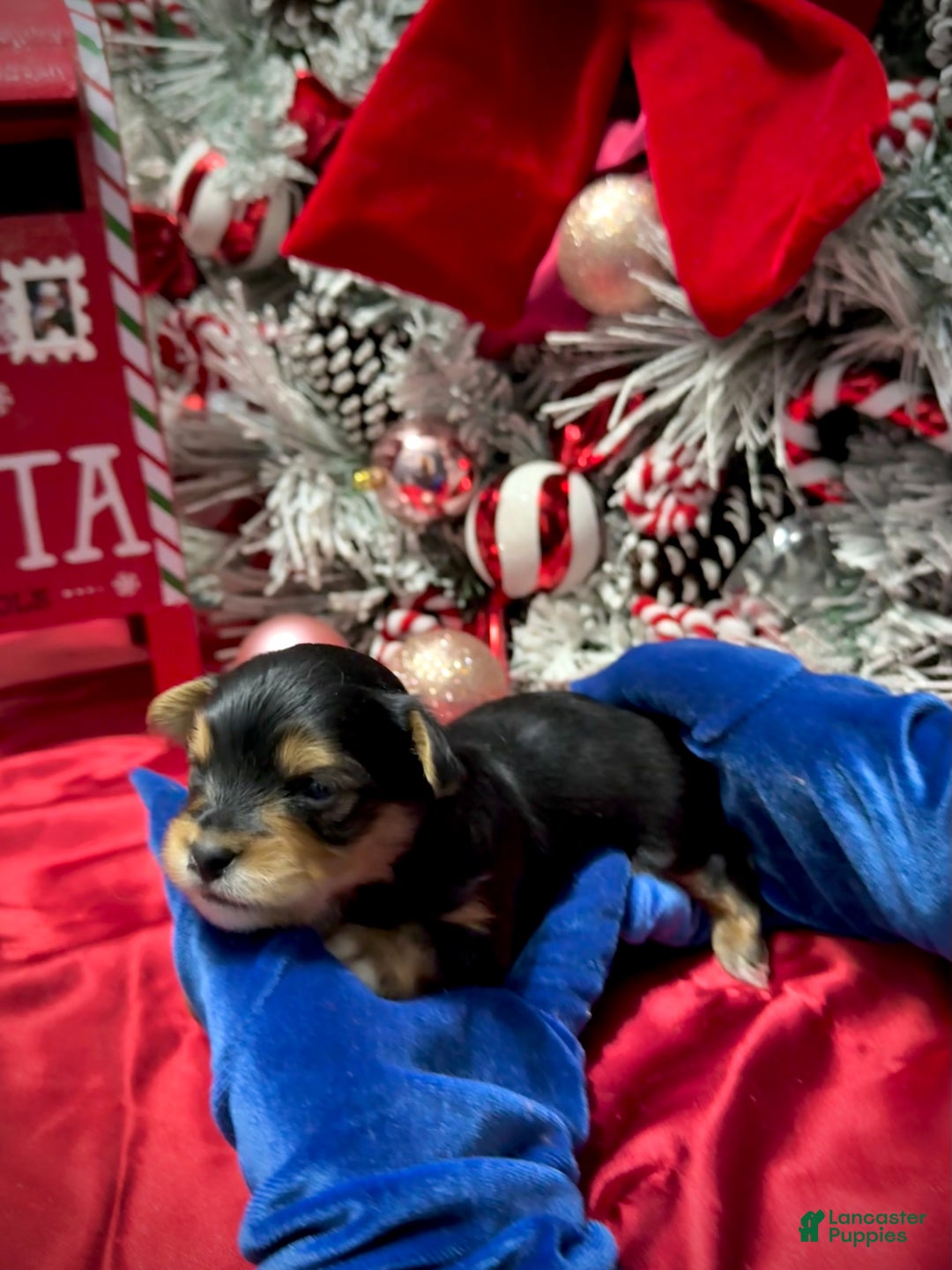 Yorkshire Terrier dogs for sale: Fettuccine  - Ad 14