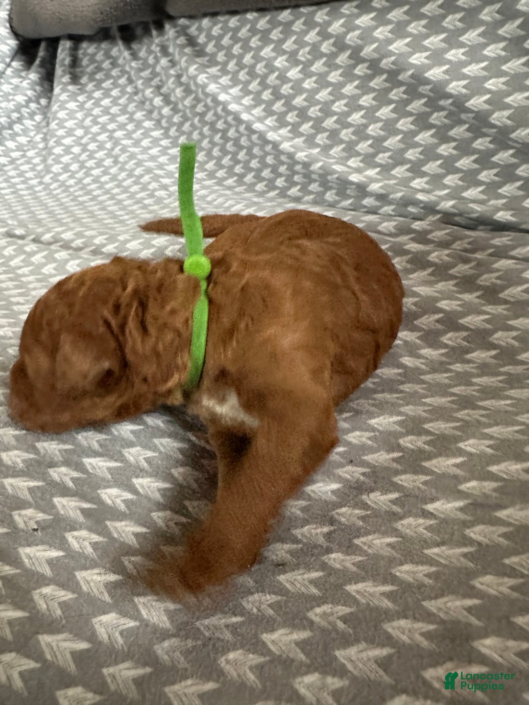 Goldendoodle dogs for sale: Green - Ad 3