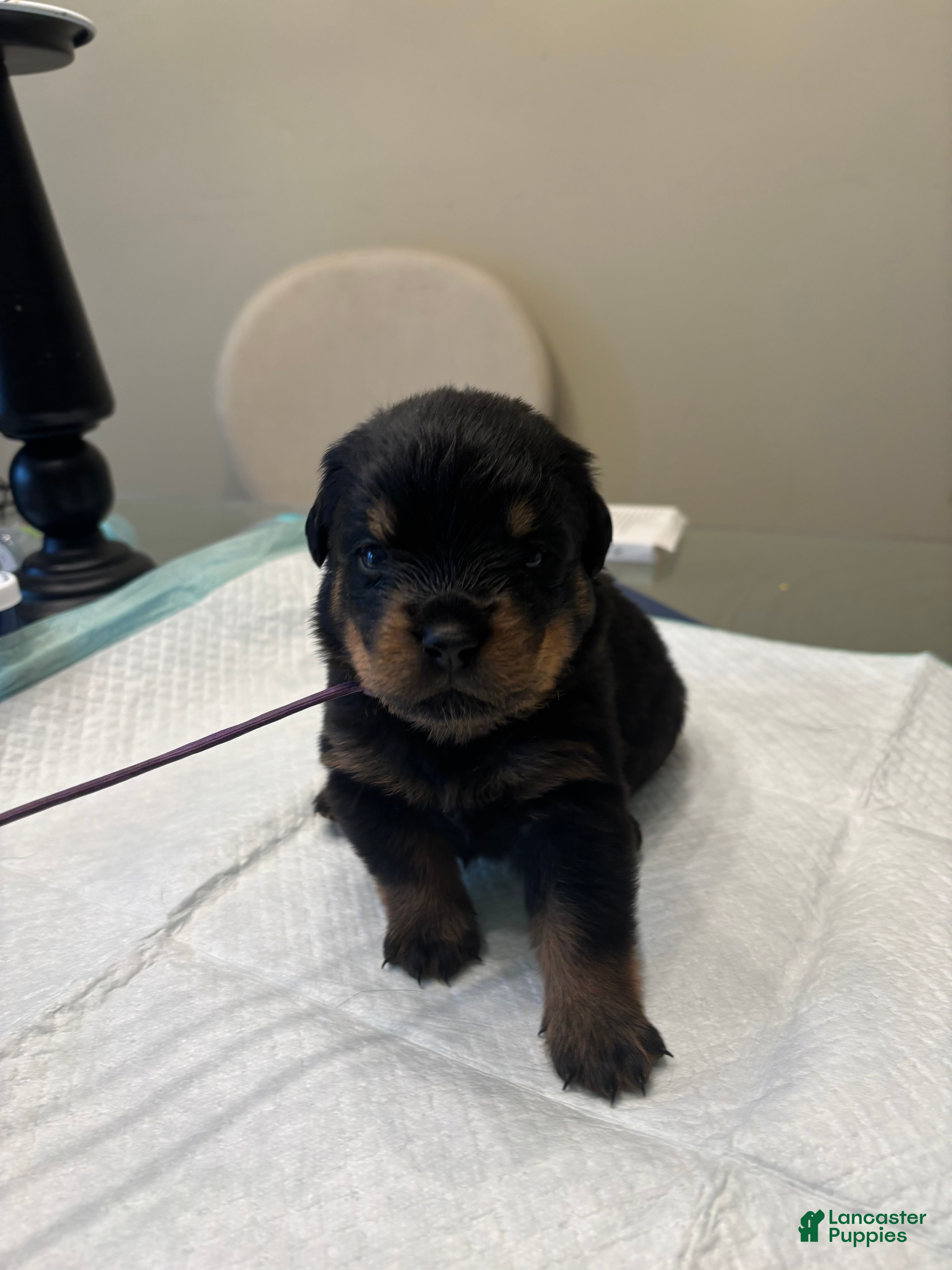 Rottweiler dogs Purple  - Ad 7
