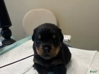 Rottweiler dogs Purple - Ad 7