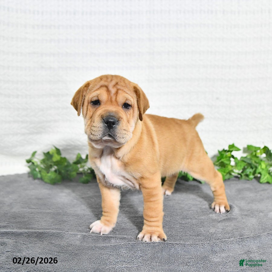 Mini Hippo dogs Annie - Ad 2