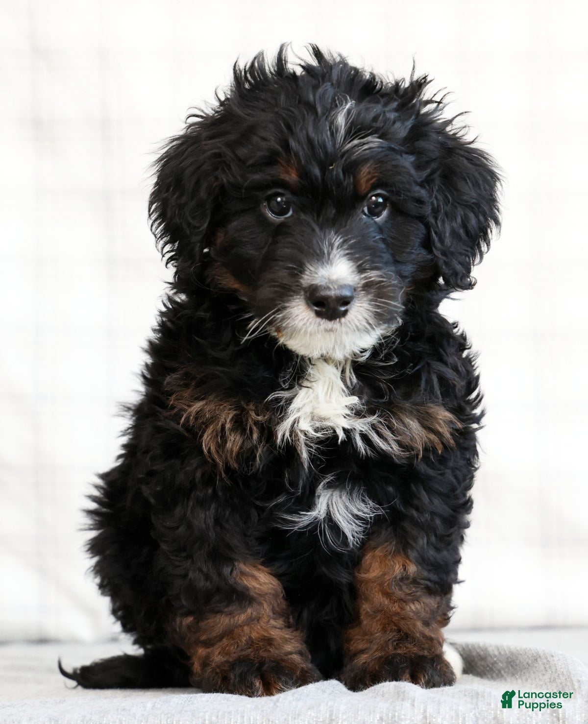 Mini Bernedoodle dogs Zeke - Ad 2