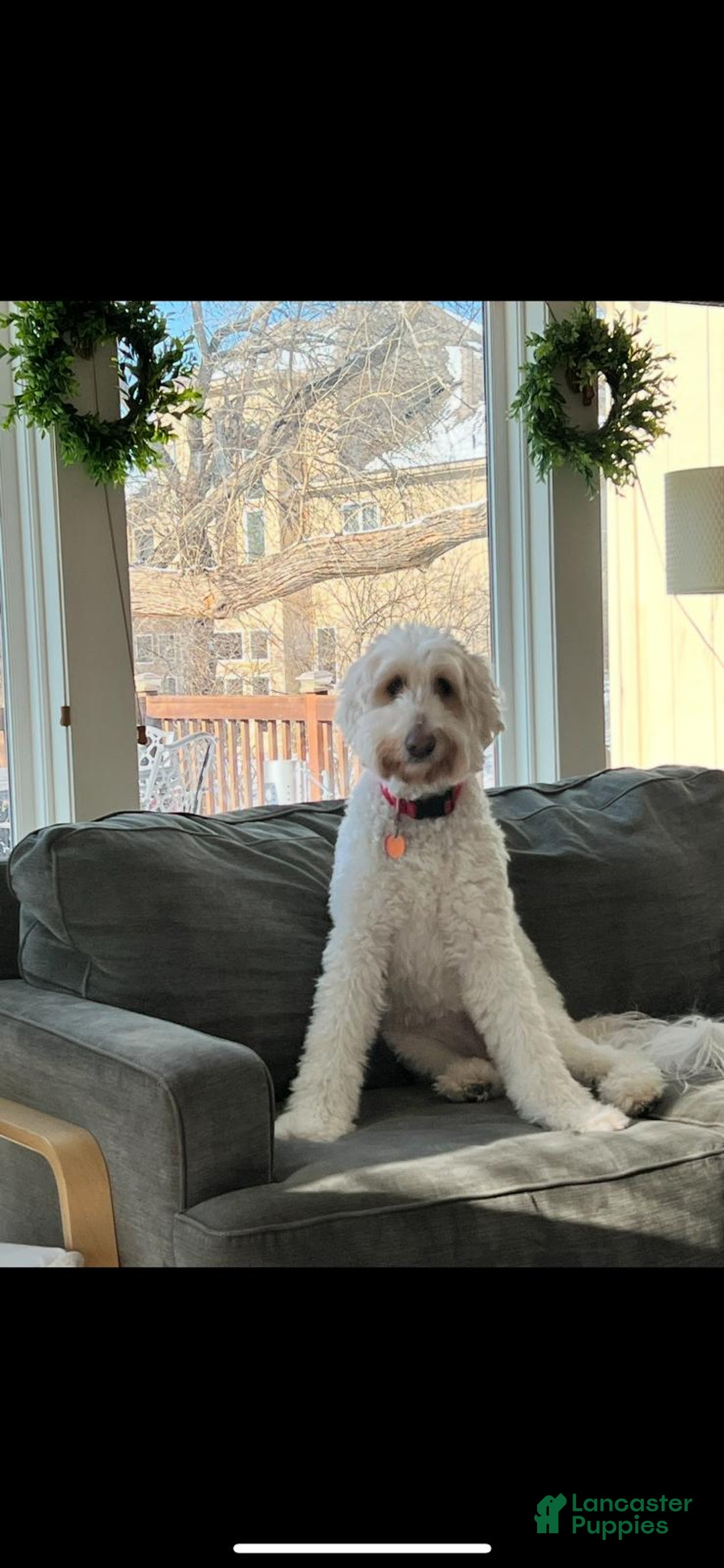 Goldendoodle dogs for sale: Snowy - Ad 2