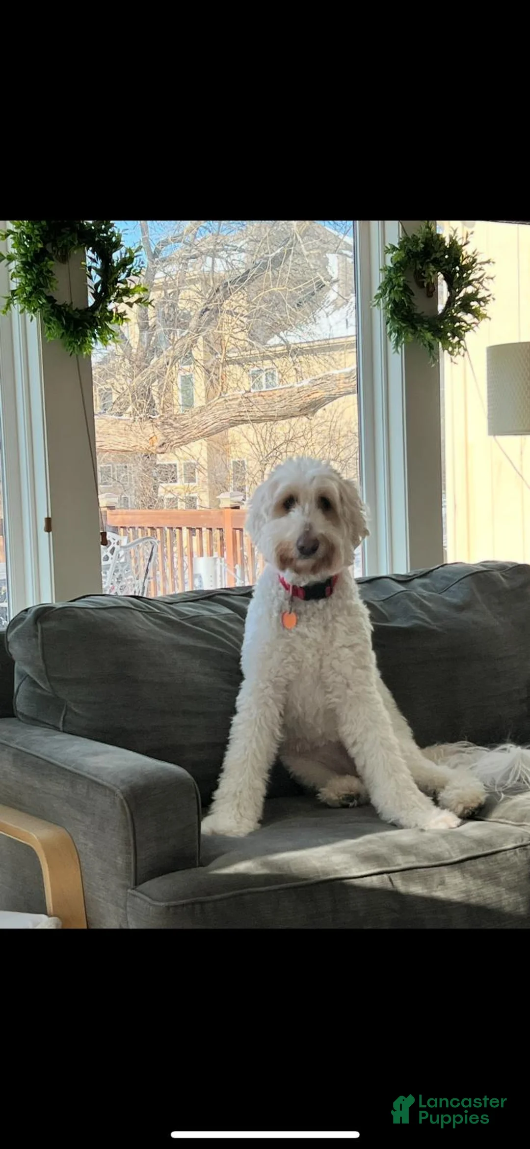 Goldendoodle dogs for sale: Daisy - Ad 2