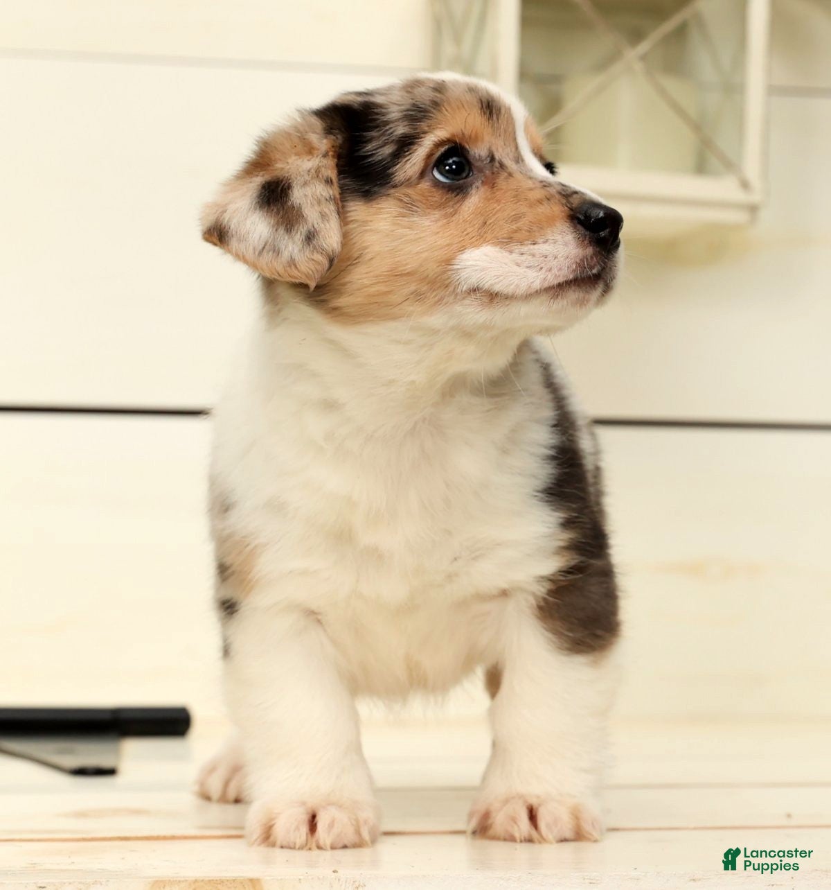 Welsh Corgi Pembroke dogs Ricky - Ad 9