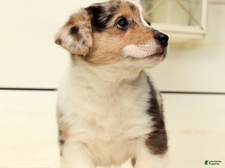 Welsh Corgi Pembroke dogs Ricky - Ad 6