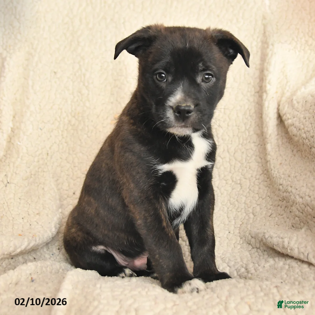 Mixed Breed dogs for sale: Mason - Ad 3