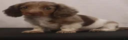 Dachshund dogs for sale: willie Jr  - Ad 8