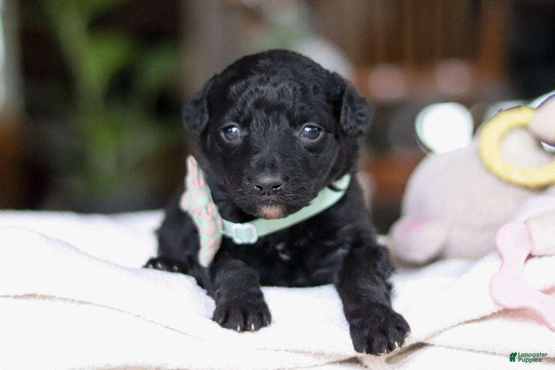 Mixed Breed dogs for sale: Shadow - Ad 4