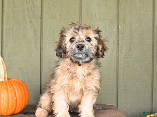 Cavapoo dogs - Ad 22