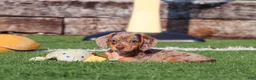 Miniature Dachshund dogs for sale: Buddy - Ad 8