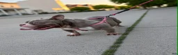 American Bully dogs for sale: Blue  - Ad 9