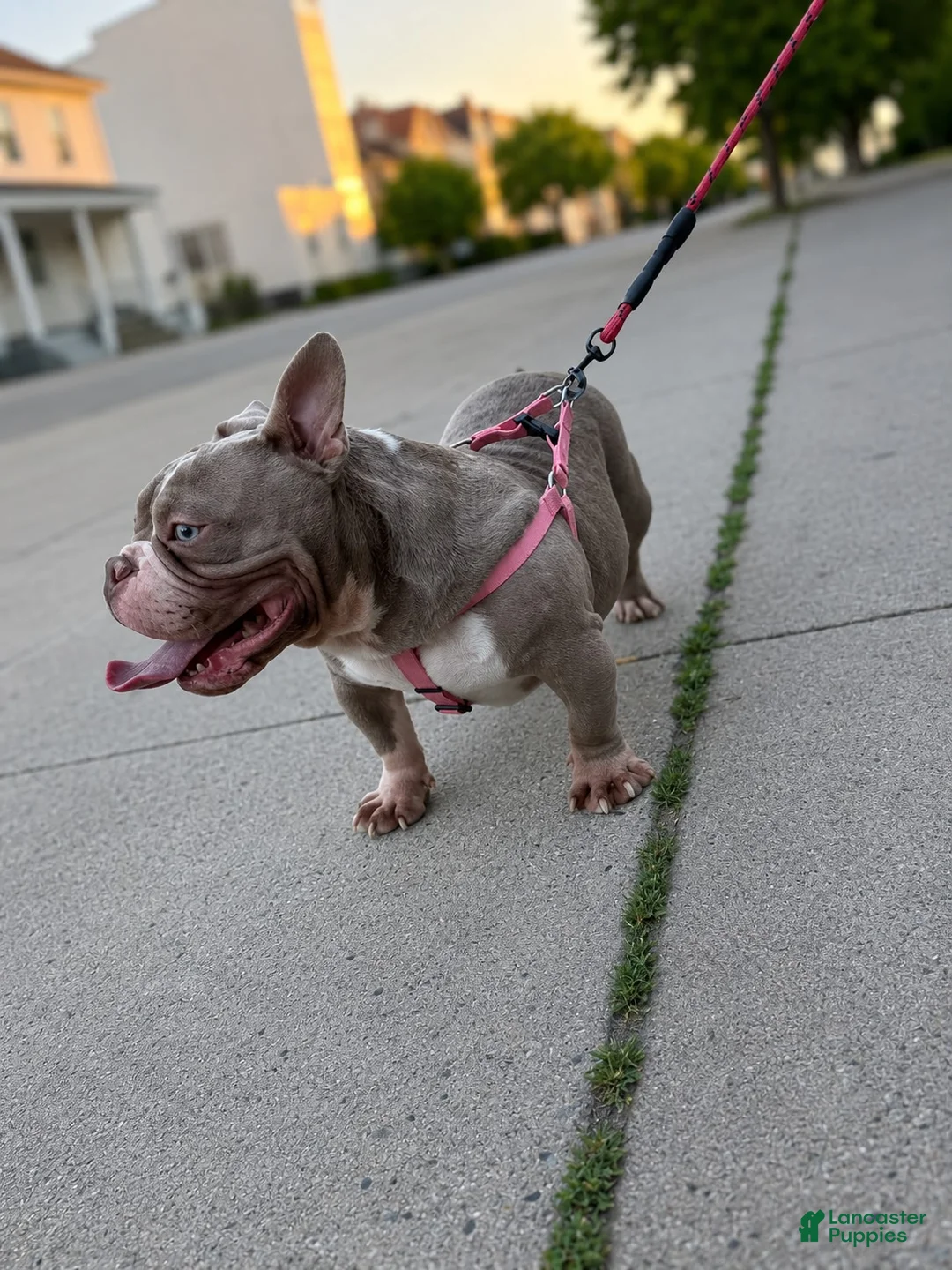 American Bully dogs for sale: Blue  - Ad 9