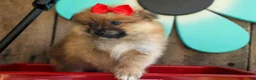 Pomeranian dogs for sale: Fabio  - Ad 16