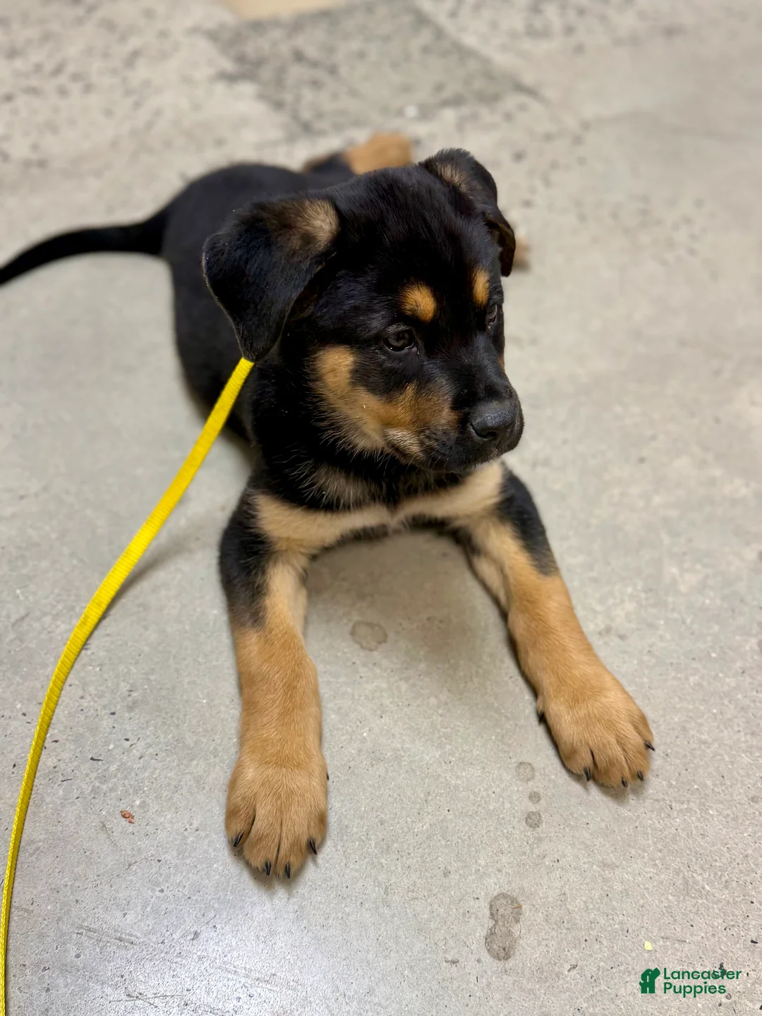 Mixed Breed dogs for sale: Yellow collar female  - Ad 2