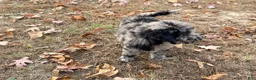 Standard Poodle dogs for sale: Standard Poodle 2 - Ad 18