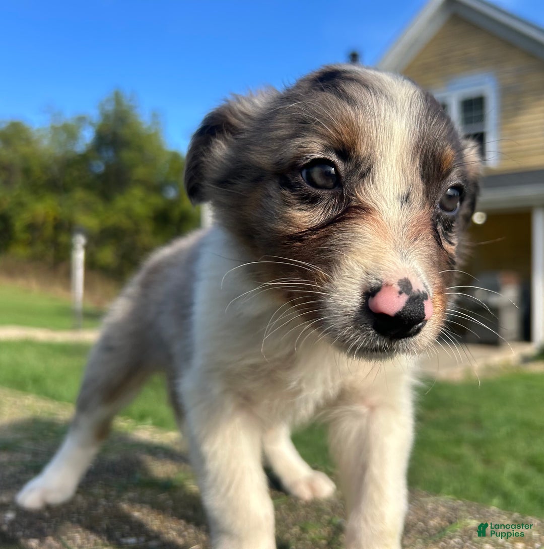Australian Shepherd dogs for sale: Ruth - Ad 4