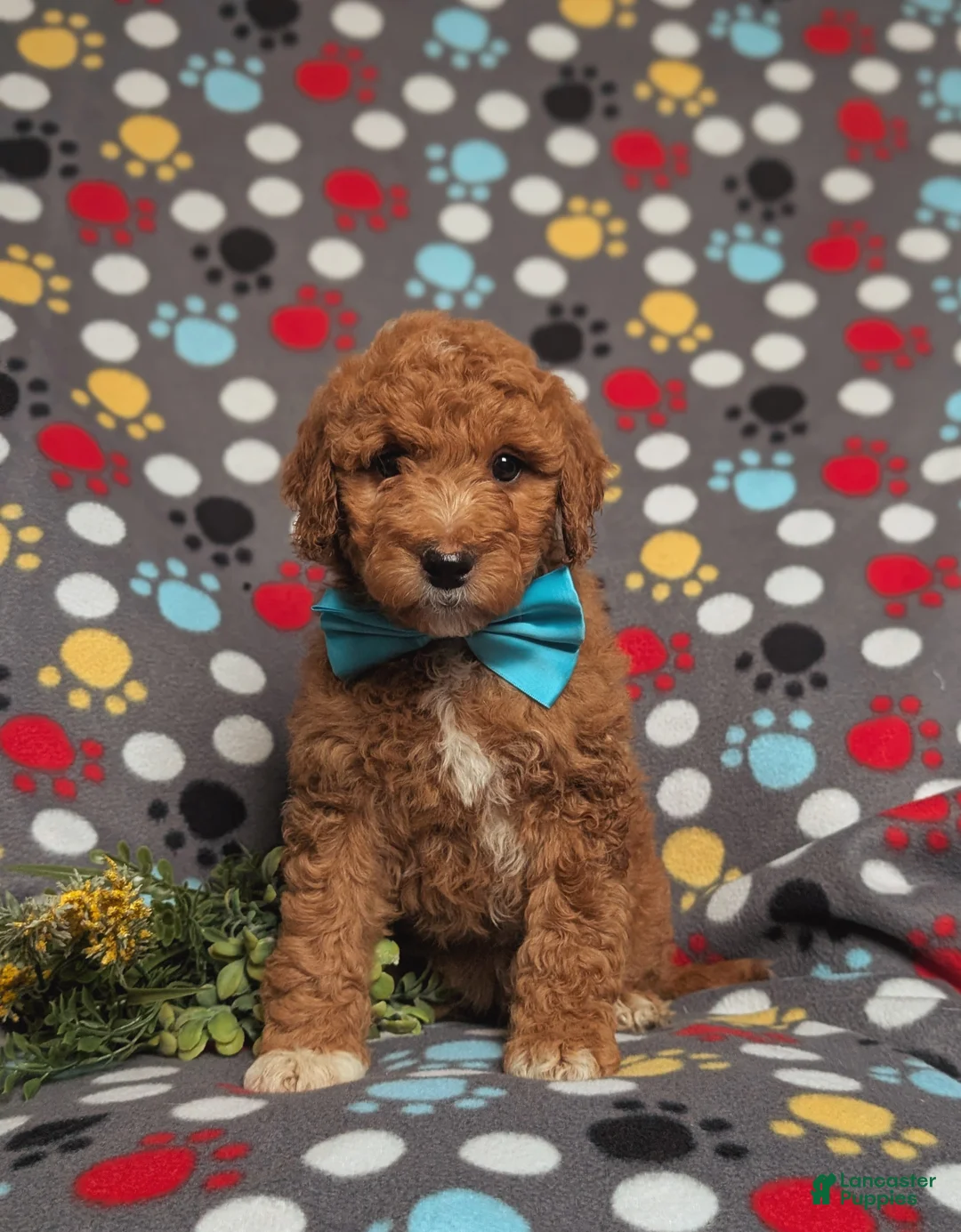 Goldendoodle dogs for sale: Ferguson Hypoallergenic - Ad 2