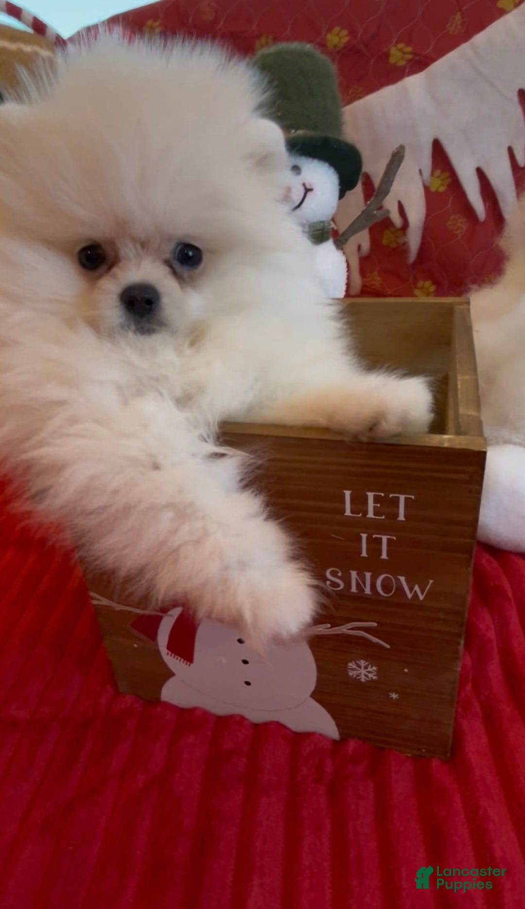 Pomeranian dogs for sale: Tom AKC Registered full rights  - Ad 11