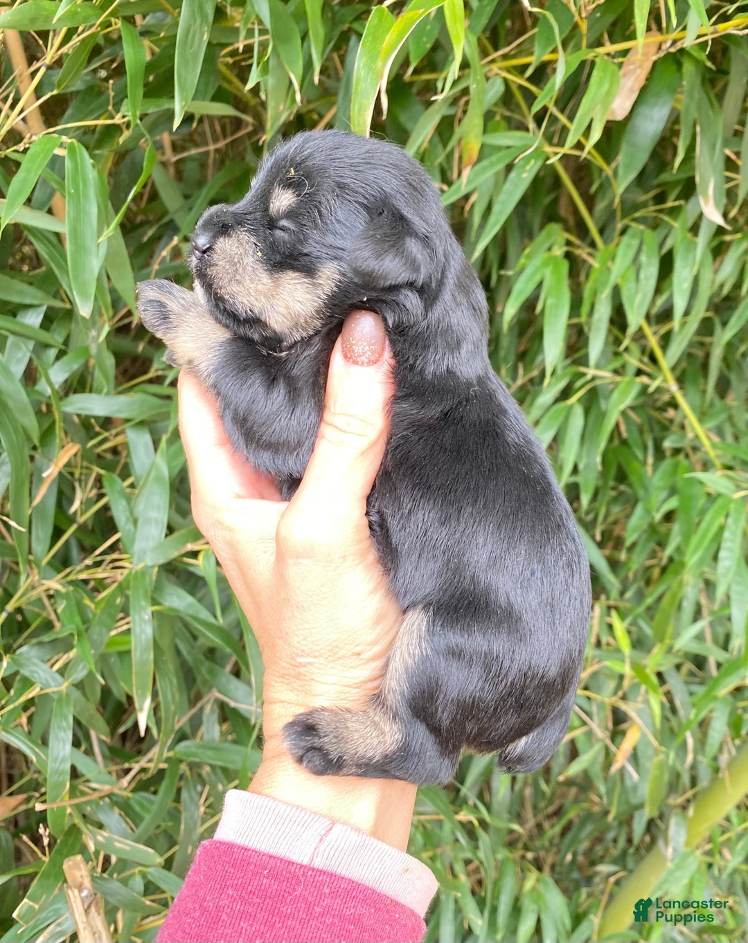 Miniature Schnauzer dogs for sale: Miniature Schnauzer Puppy 2 - Ad 2