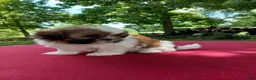 Shih Tzu dogs for sale: Pearl - Ad 2