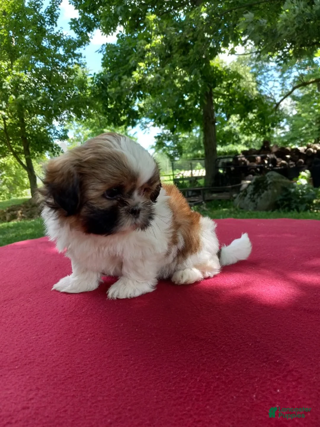 Shih Tzu dogs for sale: Pearl - Ad 2