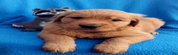 Golden Retriever dogs for sale: Dallas - Ad 1