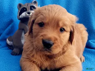 Golden Retriever dogs Dallas - Ad 5